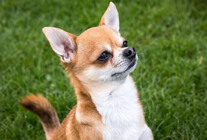 Chihuahua