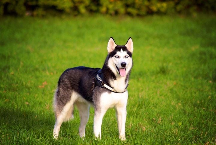 Siberian Husky