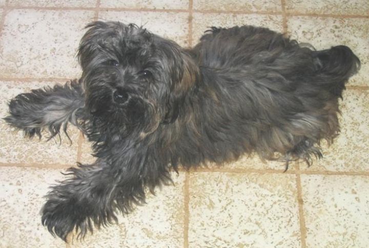 Yorkipoo
