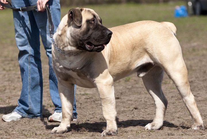 Boerboel