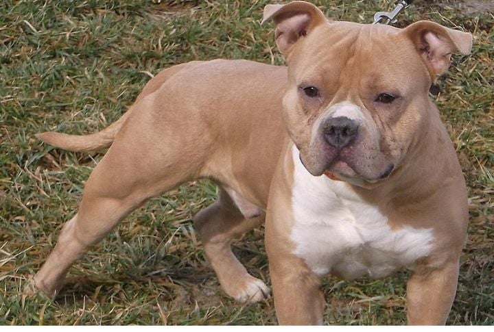Fawn American Bully