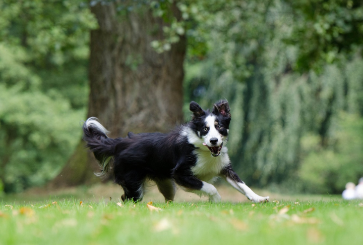 Border Collie