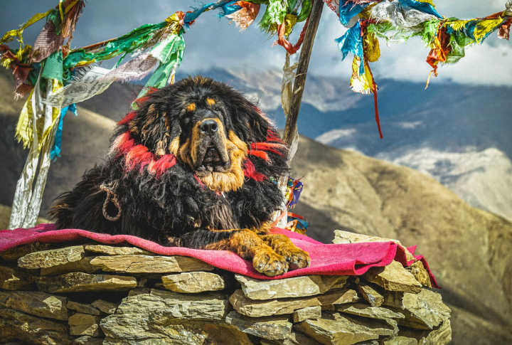 Tibetan Mastiff
