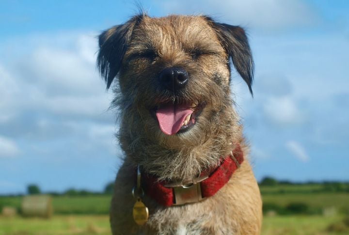 Border Terrier