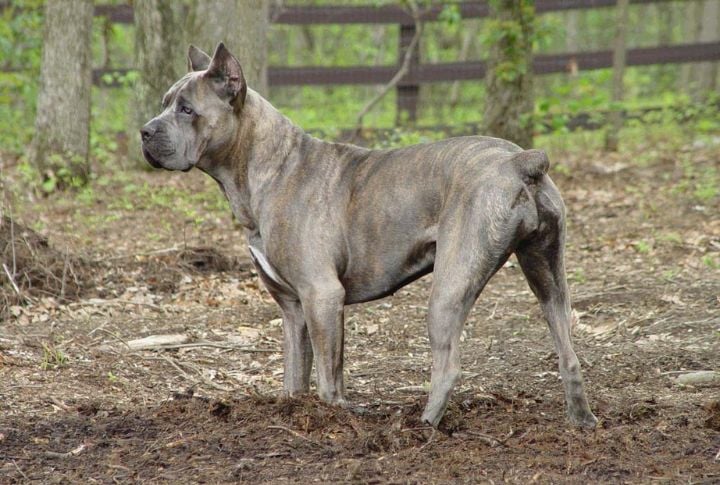 Cane Corso