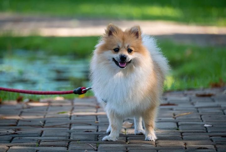 Pomeranian
