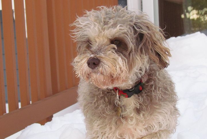 Schnoodle