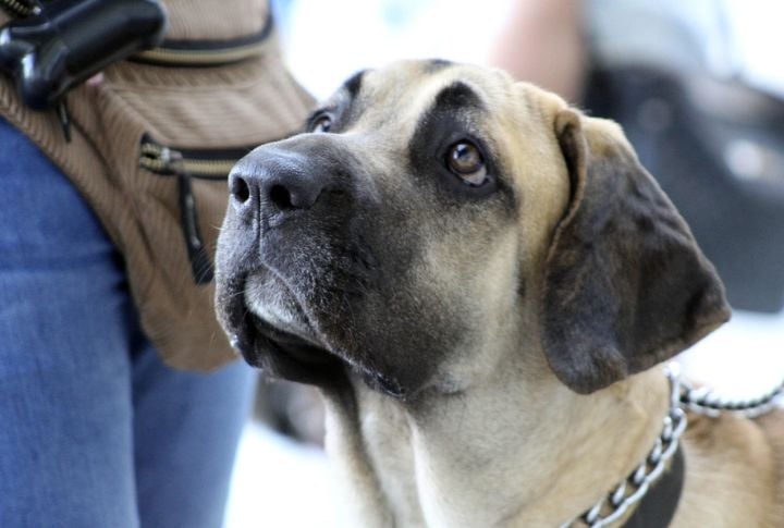 Brazilian Mastiff (Fila Brasileiro)