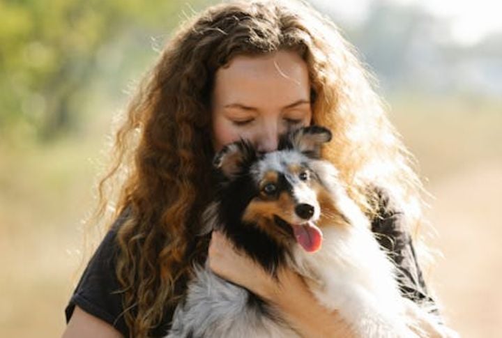 Shetland Sheepdog