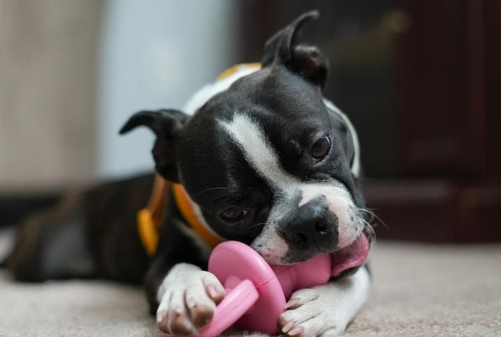 Provide Chew Toys And Safe Alternatives