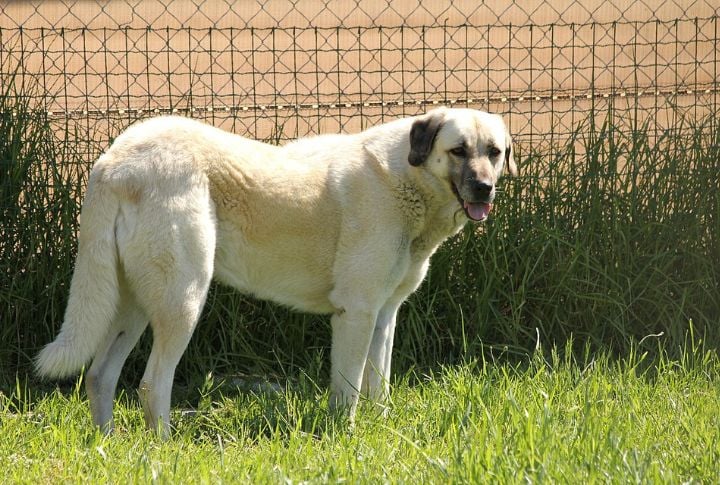 Anatolian Shepherd
