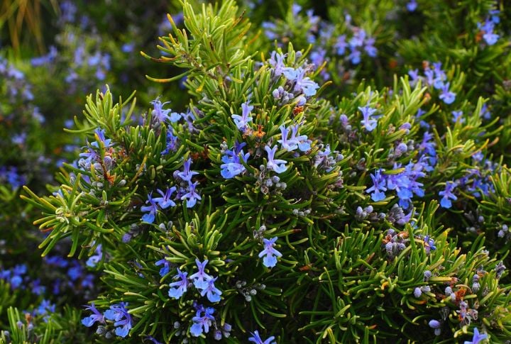 Rosemary