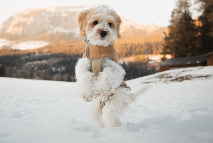They Are Sensitive To Temperature Extremes