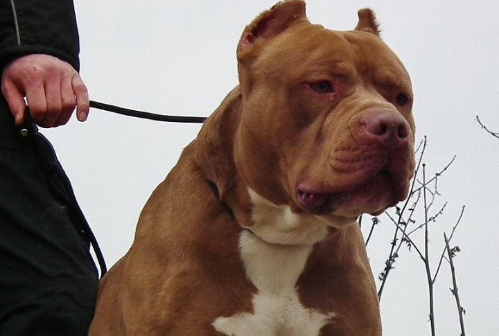 Red American Bully