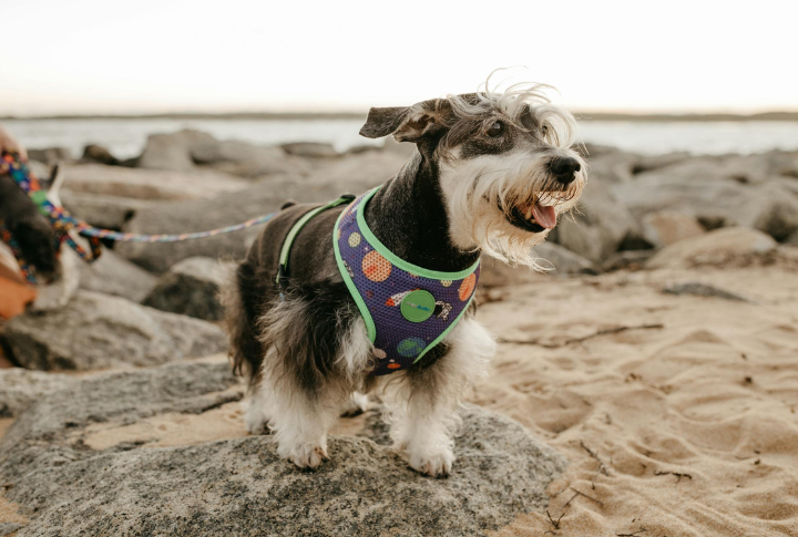 Miniature Schnauzer