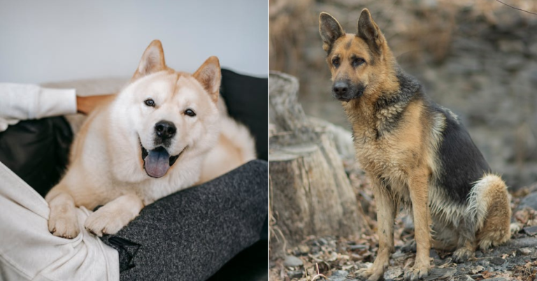 15 Reasons Why Akitas And German Shepherds Are Nothing Alike