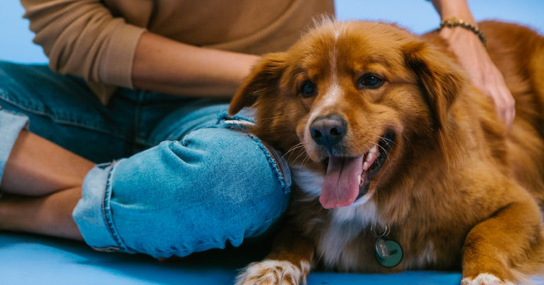 15 Tips For Comforting Your Dog When Arthritis Strikes