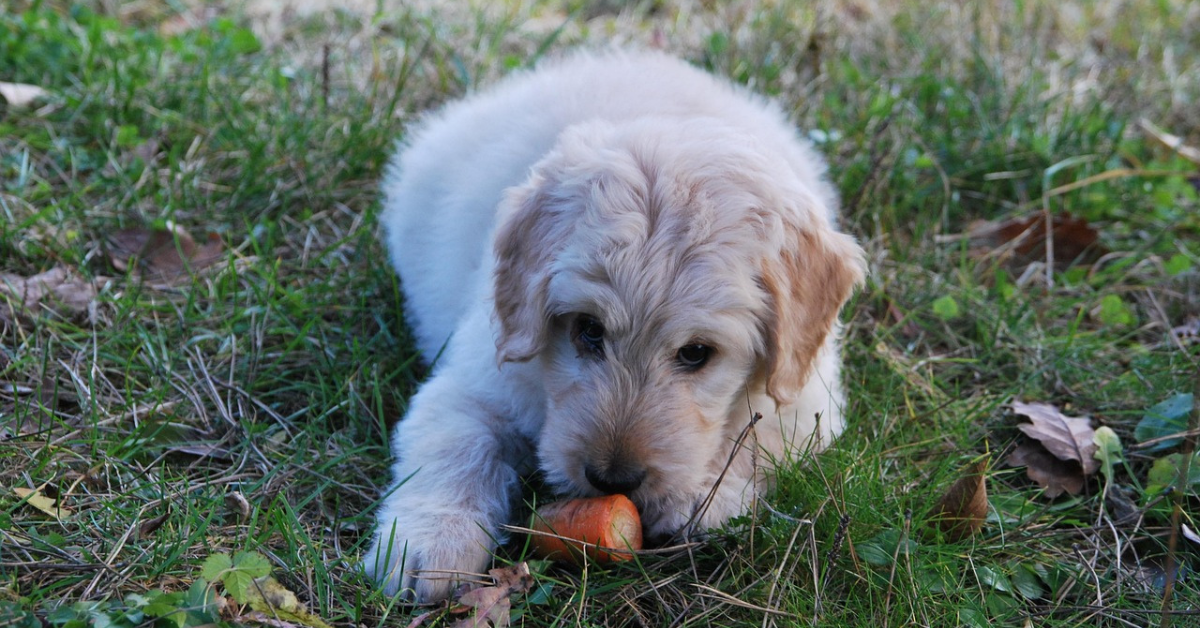 15 Dog-Friendly Foods For Better Skin Health