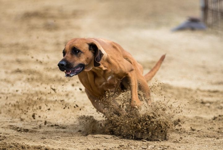 This Dog Is A Master Of Stoicism