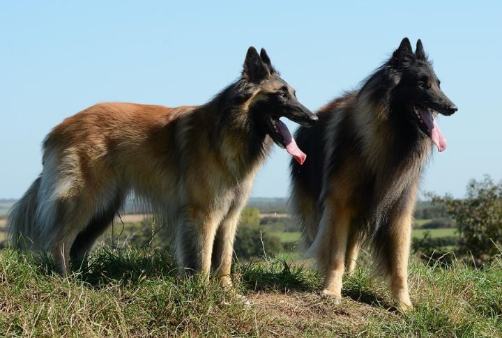Belgian Tervuren