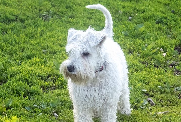Miniature Schnauzer