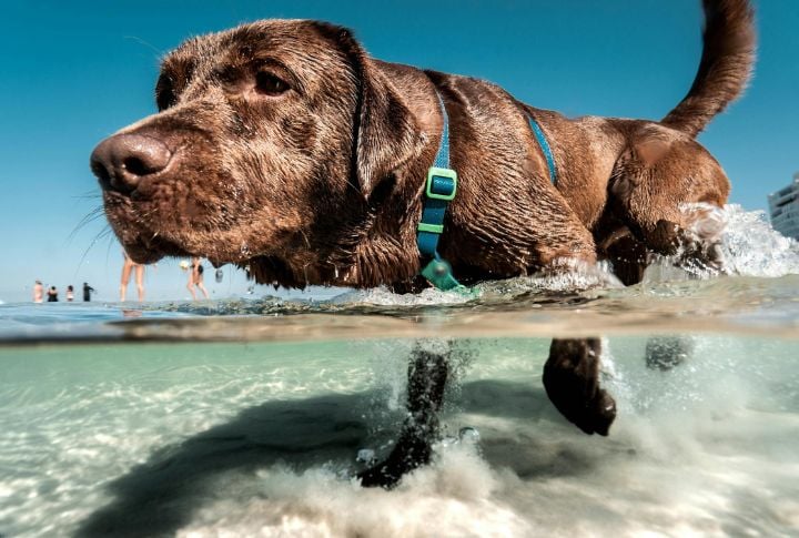 Sturdy Body And A Swimmer’s Tail