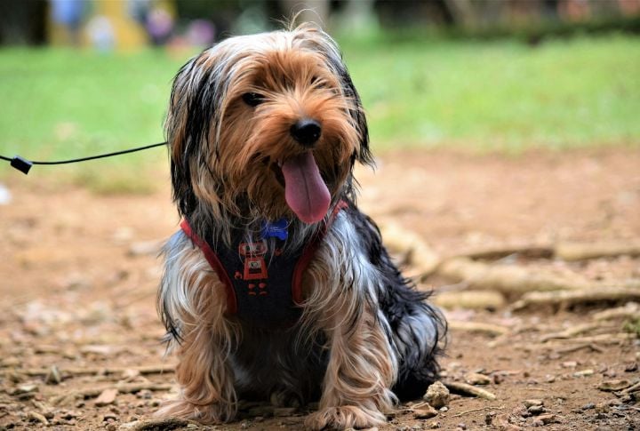 Use A Harness For Walks