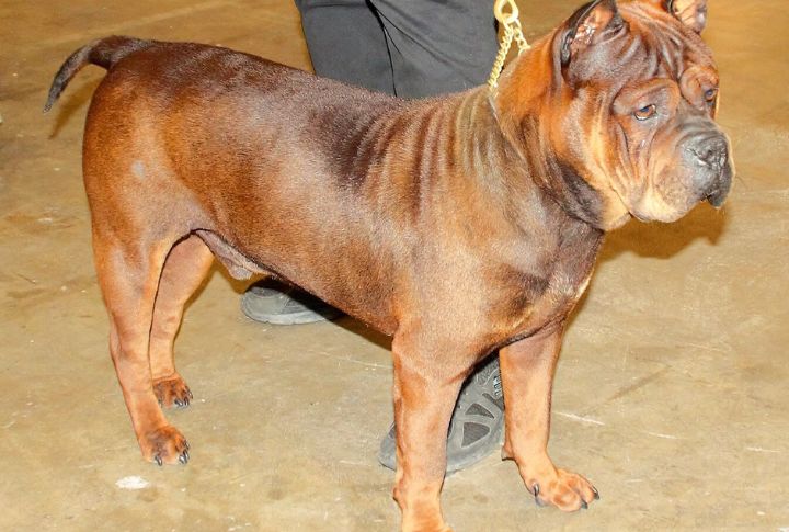 Chongqing Dog 