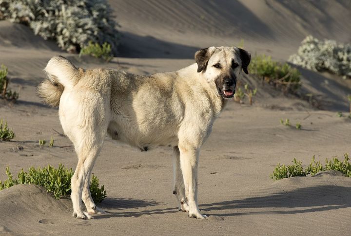 Anatolian Shepherd Dog