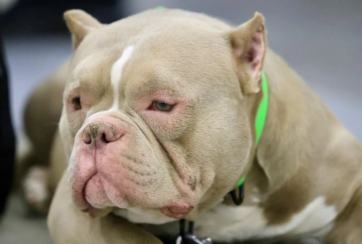 Lilac American Bully