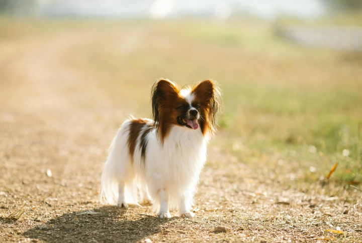 Papillon