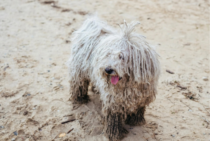 Komondor
