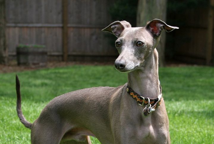 Italian Greyhound