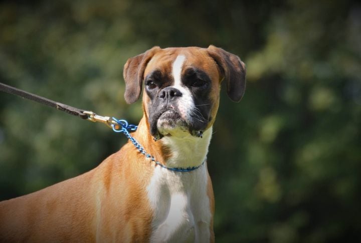 Boxer