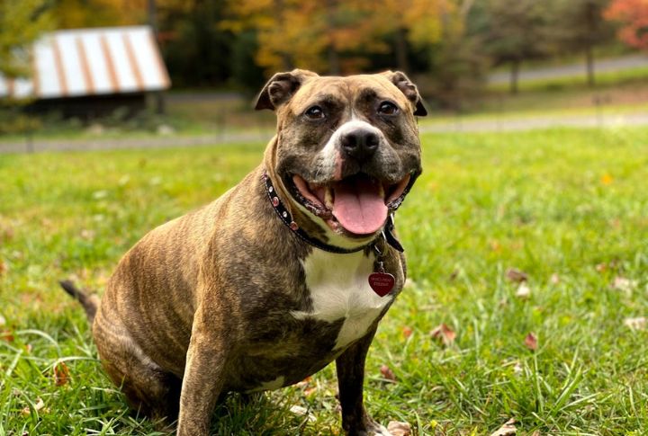 Staffordshire Bull Terrier
