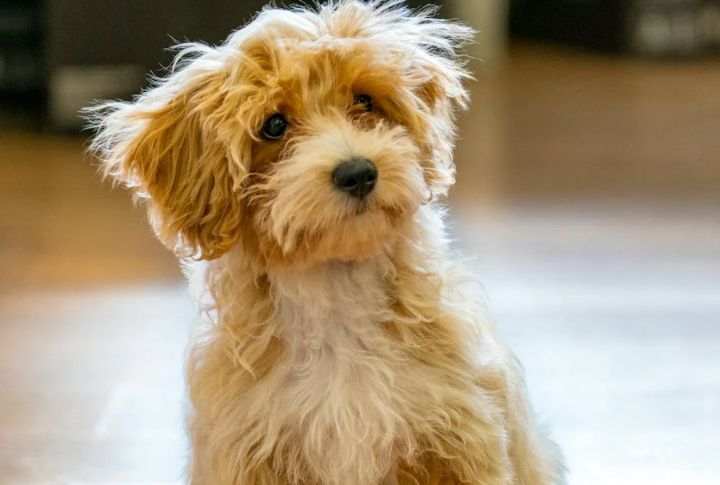 Maltipoo