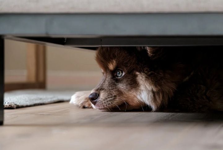 Punishing For Anxiety-Based Behaviors