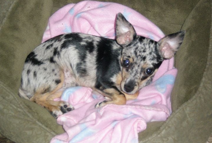 Mottled Merle Color Mix