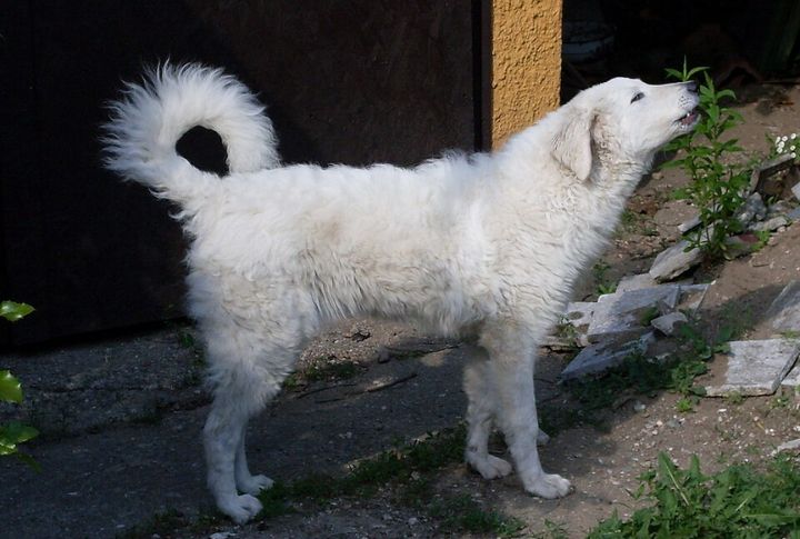 Kuvasz