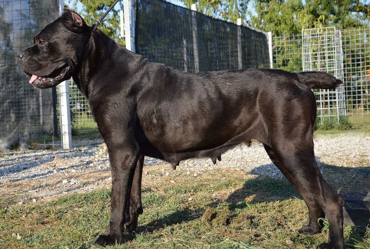 Cane Corso