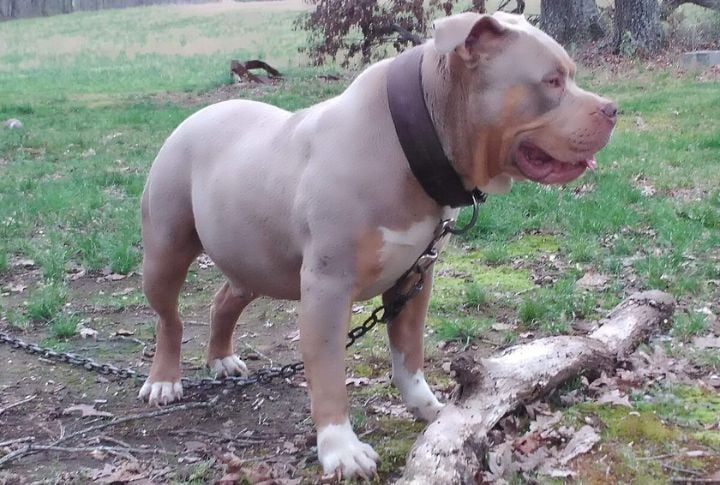 Champagne American Bully