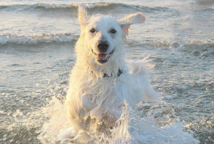 Kuvasz

