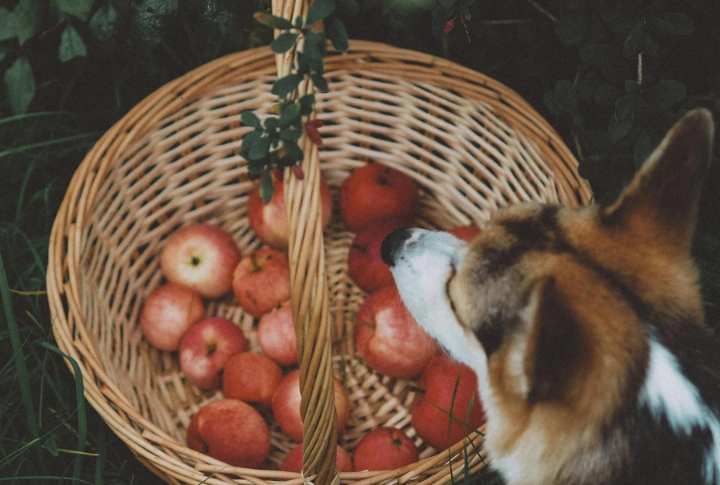 Apples
