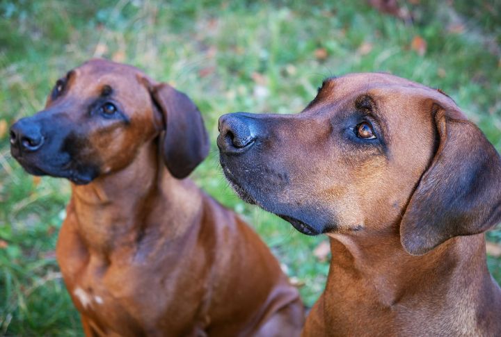 Ridgebacks Do Best With Confident Training
