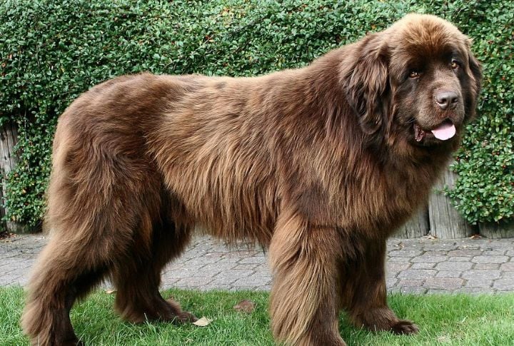 Newfoundland