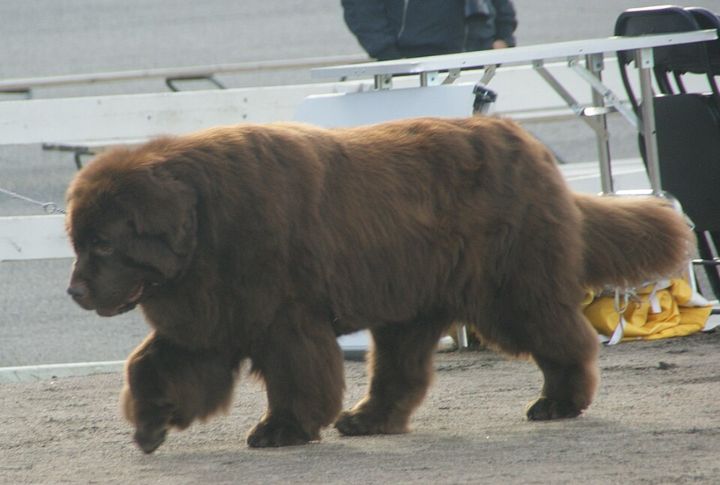 Newfoundland