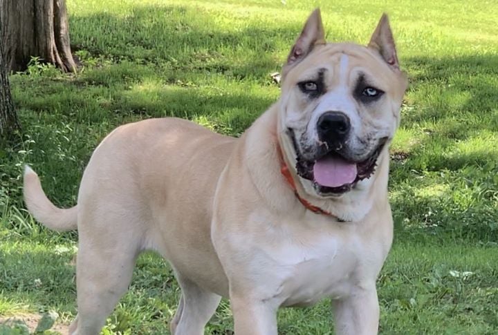 American Mastiff