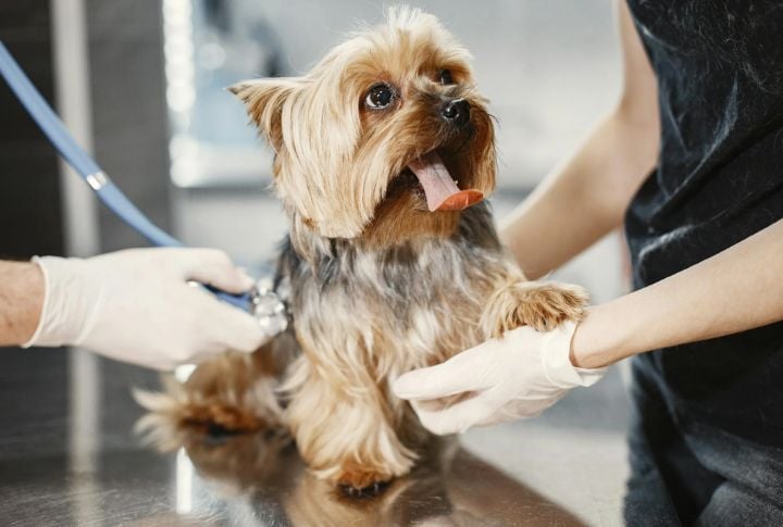 Things To Look For During Vet Visits