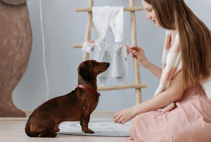 Try Canine Behavior Training