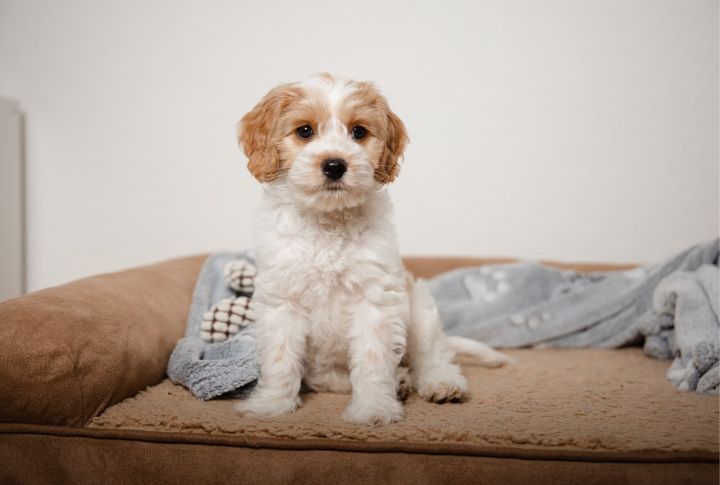 They're Less Likely To Trigger Dog Odor